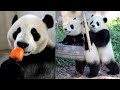 💗 Funny And Cute Panda Compilation  🐼 Cute Panda Video [FUNNY ANIMAL VIDEO] Funny Animal Clips