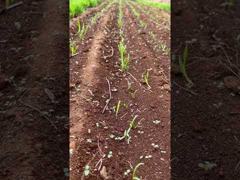 屋内で種子から段階的に播種するにはどうすればよいですか？  庭園