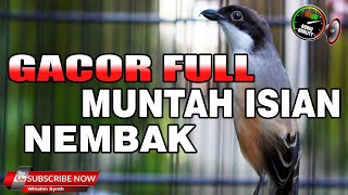 Download lagu MASTERAN CENDET GACOR FULL ISIAN FULL TEMBAKAN COCOK UNTUK PANCINGAN DAN MASTERAN PENTET BAHAN mp3 Download lagu MASTERAN CENDET GACOR FULL ISIAN FULL TEMBAKAN COCOK UNTUK PANCINGAN DAN MASTERAN PENTET BAHAN mp3