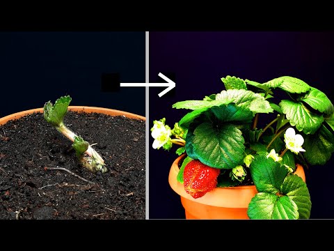 Strawberry 40 days of growing - time lapse #greentimelapse #gtl #timelapse