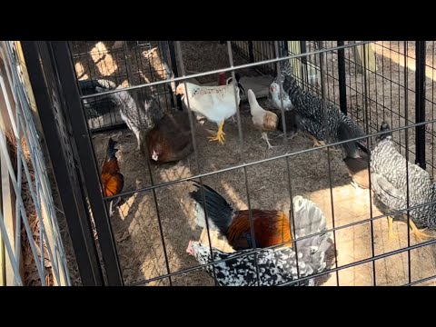 Happy Chickens