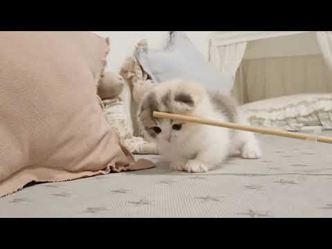 cute kitten videos short leg cat #shorts