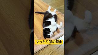 it's a cat.猫まみれ。猫がよくやる遊びとは！#ねこのいる生活 #猫 #ハチワレ #多頭飼い #comedy #cute