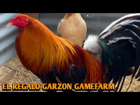 Sweater Albany Kelso - REGALO GARZON FARM