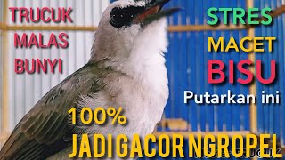 Download lagu Trucuk MALAS BUNYI, STRES, Macet, BISU   Putarkan ini di jamin 100% JADI GACOR ngropel mendengarnya mp3