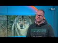Wolf nu écht terug: wolvin vestigt zich definitief op Veluwe, kans op welpjes
