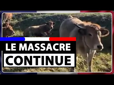 The massacre continues: José Perez