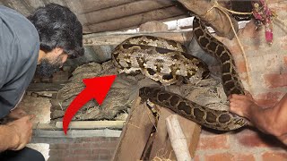 इस पुराने घर में अजगर सांप को कैसे रेस्क्यू किया गया। Indian Rock Python Rescue operation