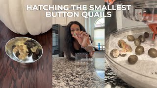 Hatching the Smallest Button Quails | How to Hatch and Raise Button Quails
