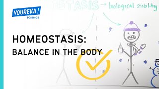 Homeostasis: Balance in the Body