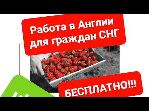 Работа в англии для граждан снг. Работа в англии для граждан снг. Concordia работа в великобритании для узбеков. Ищу работу для граждан снг. Ищу работа в москве для снг.