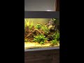 Chris Fu hat ein neues Video zu seinem Beispiel L-Welsbecken hochgeladen.