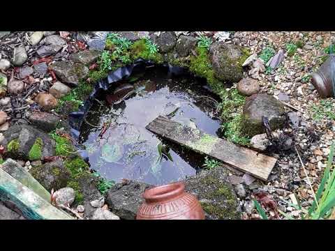 "Solar Powered Caravan Shower Pump To Pump Water In The Pond" & "Moving My Fish From Plot 3"  (303)