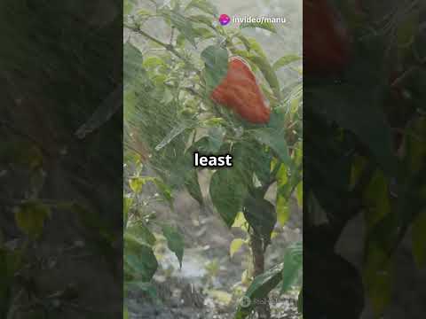 Ultimate Guide to Growing Peppers: Tips for a Bountiful Harvest