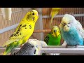 9 Hr Chirping & Happy Life of Parakeet Budgies Birds, Reduce Stress of Lonely Quiet Birds