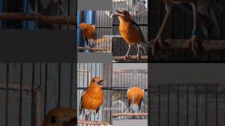 Download lagu PANCINGAN ANIS MERAH GACOR | 102 #anismerah #anismerahofficial #anismerahgacor #anismerahngeplong mp3