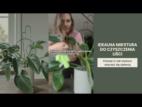 Działaj like a PRO - Idealna mikstura do czyszczenia liści