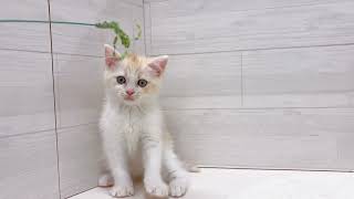 ミヌエットの動画01