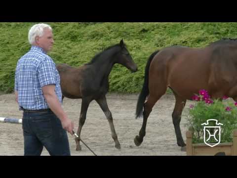 OH030 Hengstfohlen von Balou du Rouet - Acodetto - Leonid