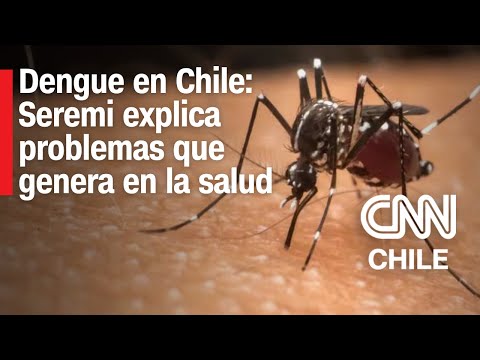Seremi de Salud de Valparaíso confirma “múltiples focos” de mosquitos del Dengue en Los Andes