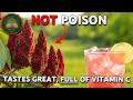 Tastes Like Lemonade. Loaded With Vitamin C. People Destroy It Thinking It's Poison. Why?