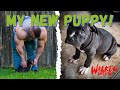 Nick Walker | I GOT A NEW PUPPY! | MEET THOR!