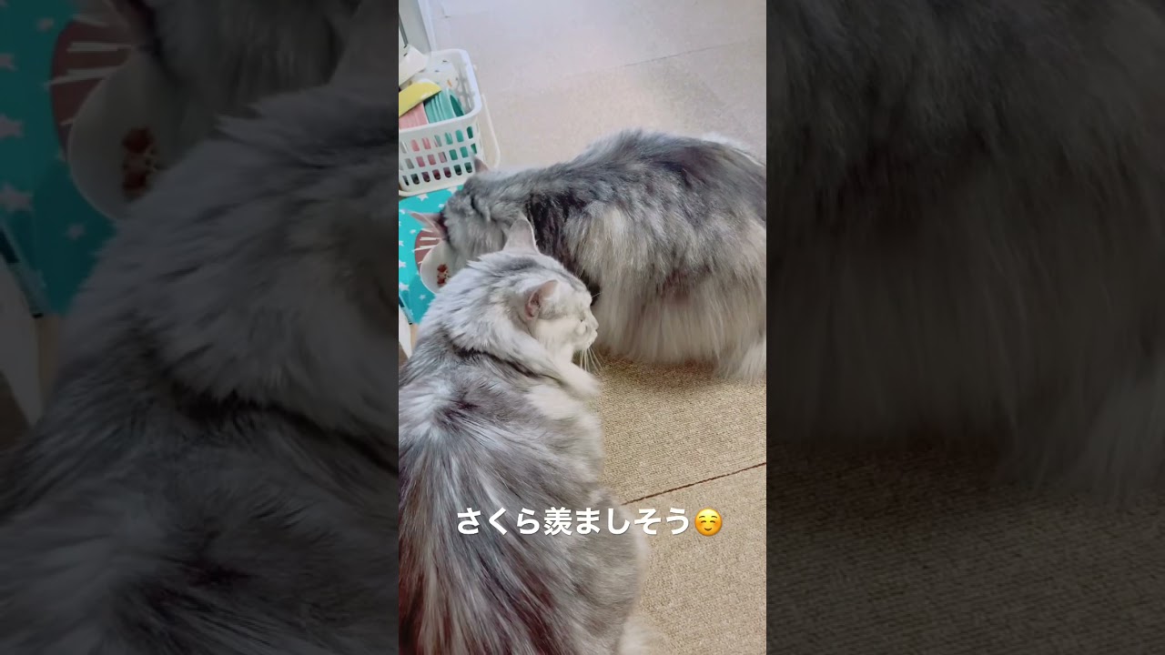 後ろから圧をかけるサモエド（さくらの日常）