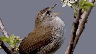 NIGHTINGALE SERENADE - Violin ANDRE RIEU HD 1080