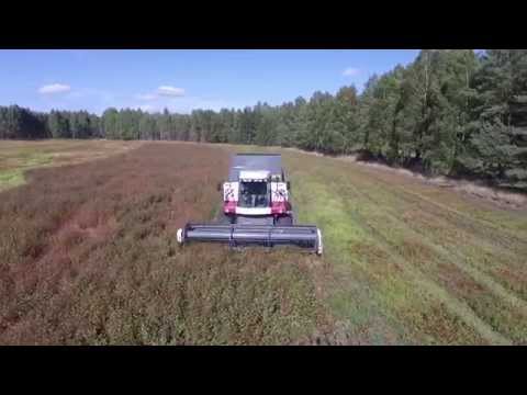 Kombajn Rostselmash ACROS 580 w gryce!