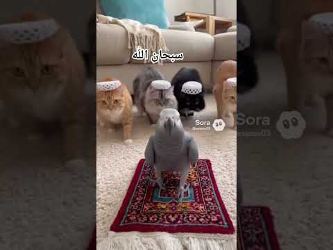 #سبحان الله