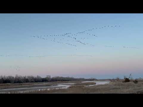 Sandhill cranes flying over Platte River, Gibbon, Nebraska, 3 /28 /2023