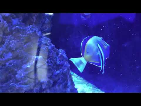 YouTube video about: Will cleaner wrasse eat ich?