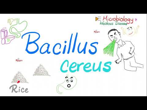 Bacillus cereus (watery diarrhea after eating rice) | Microbiology 🧫 & Infectious Diseases
