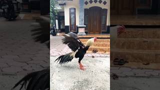 Download lagu Update Singkat Ayam Bangkok Wido Jalak dan Klawu Geni Super #ayambangkokindonesia mp3