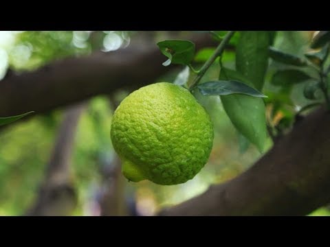 Këto janë vitaminat dhe vlerat e shumta mund t’i merrni përmes këtij fruti