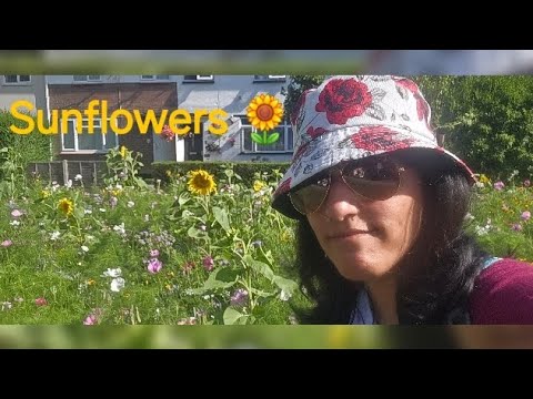 Went to see my favourite flowers sunflowers and other flowers on 9th August 2024