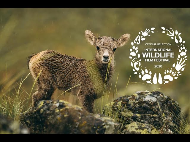 Wild & Wool Trailer