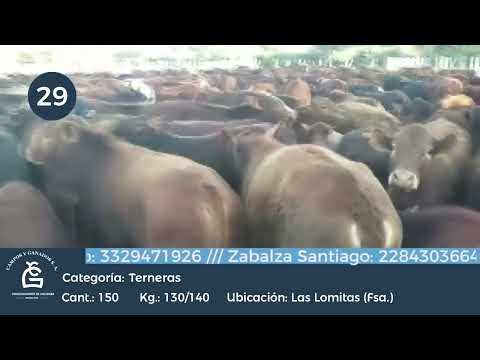 Lote Hembras -lomitas Formosa