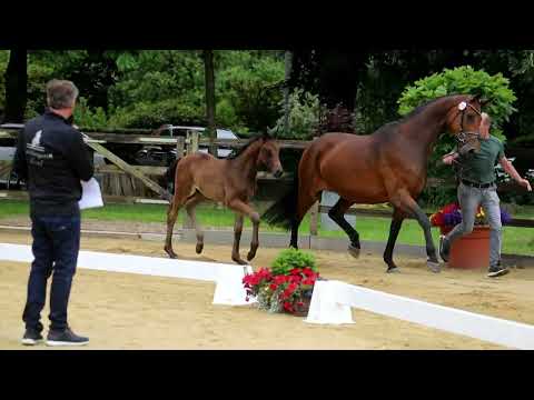 51. Hengst, geb. 15.04.2022 – V: San Amour M: Londontime – Rohdiamant