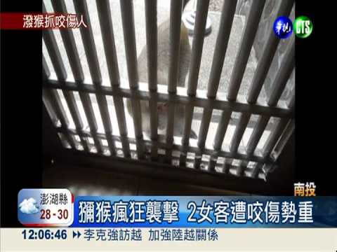 潑猴瘋狂傷9人 出遊塔塔加要小心