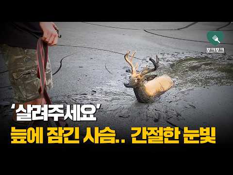 '살려주세요' 늪에 잠긴 사슴.. 간절한 눈빛