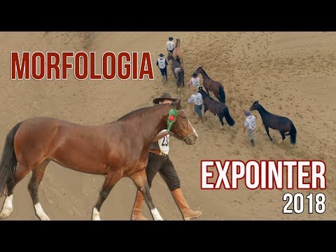 MORFOLOGIA - Expointer 2018