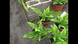 preview picture of video 'Boston Fern Compacta & Long John Fern'