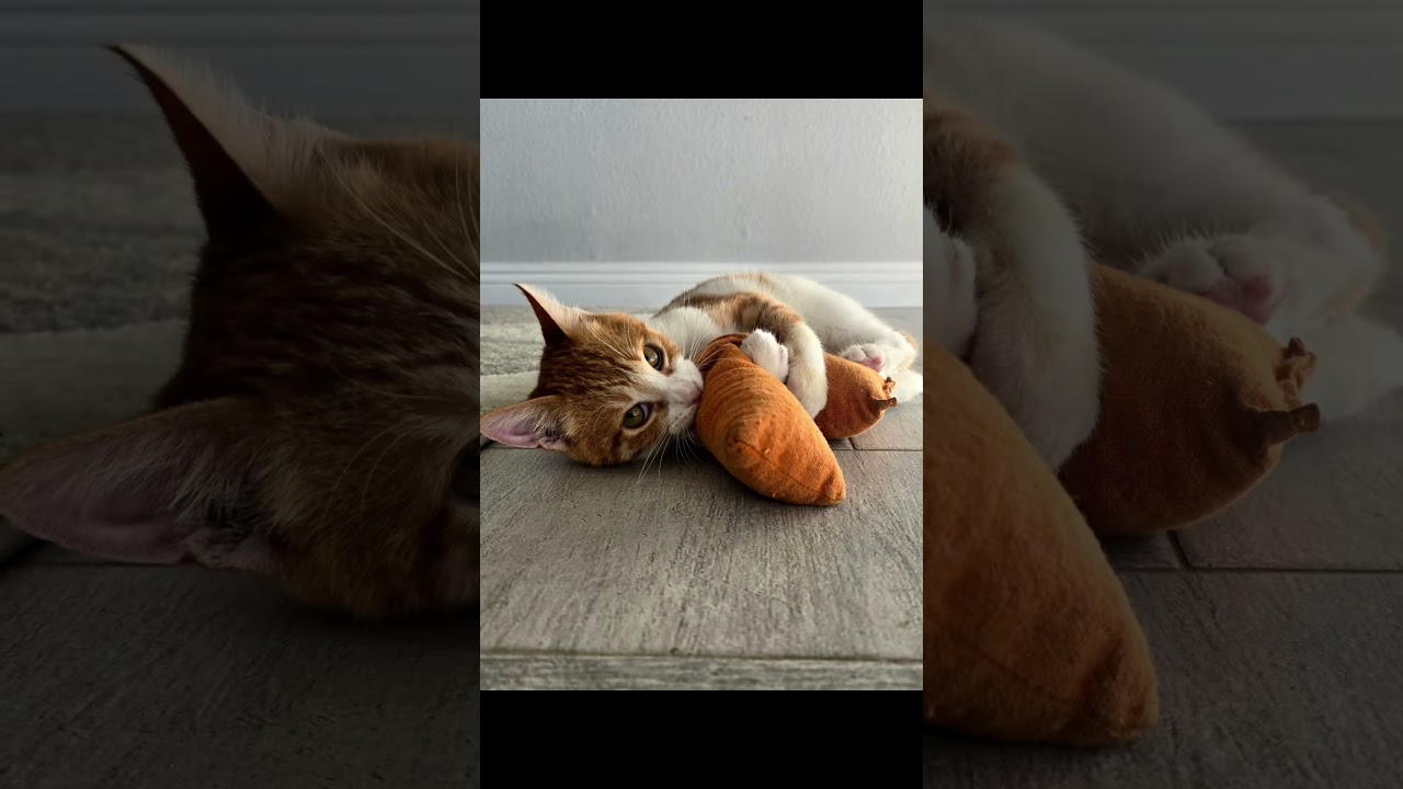 Enlarge Tommy (bonded to brother Sammy), an adoptable Domestic Short Hair in HUNTINGTON BEACH, CA video 4/6