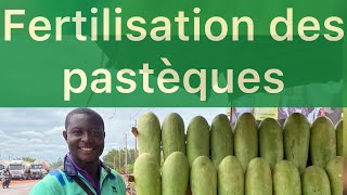 Watermelon cultivation: watermelon fertilization