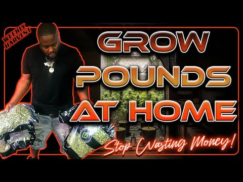 Weekly Harvest | A Full Week of Growing The Newest AutoFlowers & Exotic Photos