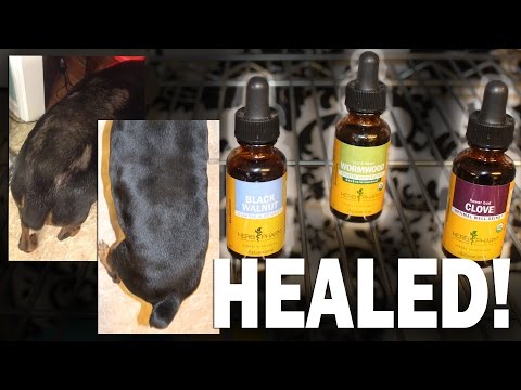 How I Healed My Dog From Mites Naturally With Herbs (Also Works For Cats)