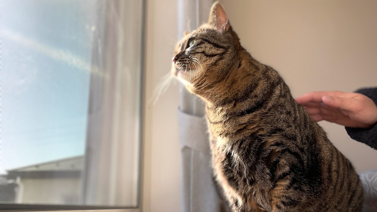 実家で一人暮らしをしていた猫（ミコ）の部屋を透明なガラスに交換