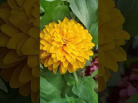 Vamos comer vegetais (sanpo) admiramos as flores (Tóquio Japão)