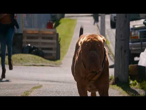 Turner & Hooch Episode 10 Credits Music 'Running With The Wild Ones"